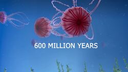 Do Jellyfish Have Eyes? Instructional Video