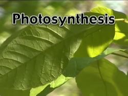 Reactions: Chemical Reactions in Action Instructional Video