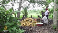 Ivory Coast cocoa production: Regulator suspends fair trade certification News Clip