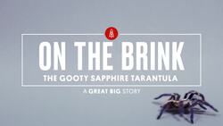 These Sapphire Tarantulas Are Losing Their Home Instructional Video