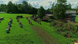 Immersive Drone Footage Captures Bees At Work Stock Footage