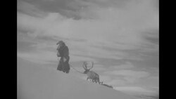 Father Christmas leading reindeer and sled in Finland, beauty shot of snow laden fir trees, December 1951 News Clip