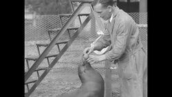 Man trains seals to perform tricks while woman narrates about seals at the San Diego Zoo in January of 1932 News Clip