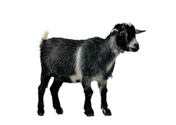 The Monty Hall Problem Instructional Video