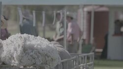 Sheared wool at a Ram sale on Australian farm, slow motion Stock Footage