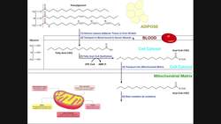 BASICS of Fatty Acid Metabolism [Part 1] - Lipolysis, Transport, & Import Instructional Video