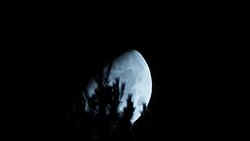 Moon over trees Stock Footage