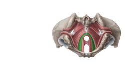 Muscles of the pelvic floor Instructional Video