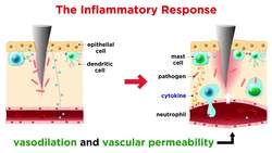 The Immune System: Innate Defenses and Adaptive Defenses Instructional Video