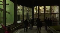 A Paris zoo presents a new born Bornean orangutan News Clip