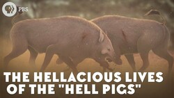 The Hellacious Lives of the "Hell Pigs" Instructional Video