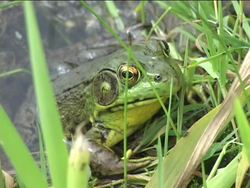 Needs of Living Things: Summing Up Instructional Video