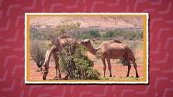 Five Facts - Australia Instructional Video