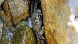 Small crab hidden in stone Stock Footage