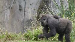This Gorilla Baby May Grow Up to Be Big and Strong, but Is So Precious Right Now Instructional Video