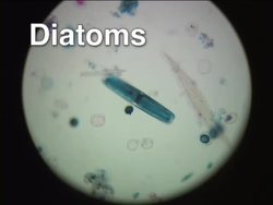 Investigating Protists: Plant-like Protists Instructional Video