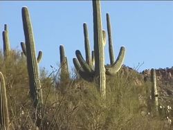 Introduction to Activities of Plants Instructional Video