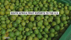 South Africa farmers: Fruit growers struggling to save jobs News Clip