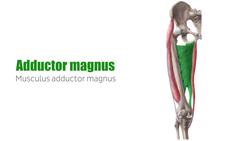 Hip adductors Instructional Video