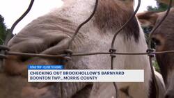 Get up close and personal with the animals at Brookhollow’s Barnyard in Boonton Instructional Video