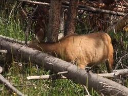 Investigating Plant Structure and Function: Introduction Instructional Video