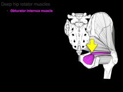 Deep hip rotator muscles Instructional Video