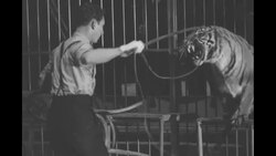 Animal trainer Clyde Beatty gets lion and tiger to perform in NY City News Clip