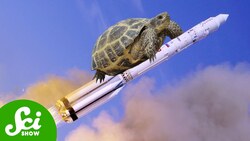 The Rocket That Took Tortoises to the Moon Instructional Video
