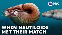 Nautiloids Thrived For 500 Million Years Until These Guys Showed Up Instructional Video