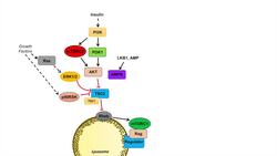 mTOR Signaling Pathway | Nutrient and Cell Stress Regulation Instructional Video