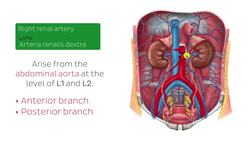 Renal arteries Instructional Video
