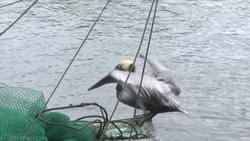 Louisiana hopes to fight coast erosion by mimicking nature News Clip