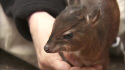 Meet The Smallest Species of Antelope in the World Instructional Video