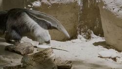 Say What? Anteaters Take Baths in Their Own Poo Instructional Video