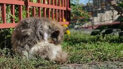 The cat washing in the morning. Stock Footage
