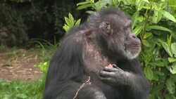 Chimpanzees in Chester Zoo enclosure News Clip