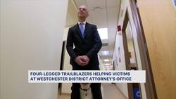 Westchester DA highlights use of support dogs after Labrador helps 7-year-old victim testify in sex abuse case News Clip