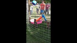 Cute baby cub Tigers playing with each other at the Catty Shack in Jacksonville Instructional Video