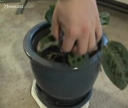 How to Get Rid of Carpet Beetles Instructional Video