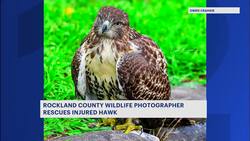 Wildlife photographer helps hawk in distress in Rockland County News Clip