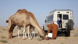 CLEAN : Camel herding in Western Sahara a passion with pedigree News Clip