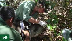 TED: The coolest animal you know nothing about ... and how we can save it | Patrícia Medici Instructional Video