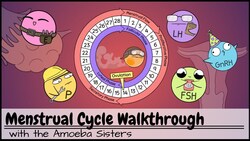 Menstrual Cycle Walkthrough: Phases & Hormonal Regulation Instructional Video