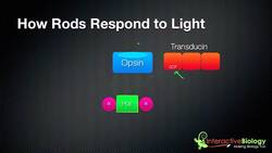 031 How Rods and Cones respond to Light Instructional Video