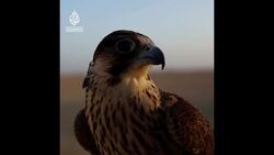 Falconry, Qatar’s treasured tradition News Clip