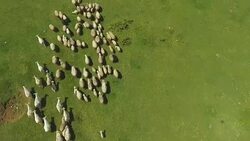 Flock of sheep and goats running on pasture in mountains in Kutaisi, Georgia Stock Footage