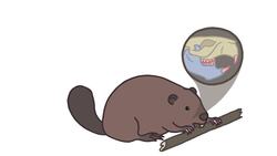 Why Don't More Animals Eat Wood? Instructional Video