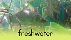 From the Forest to the Plains Instructional Video