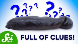 How Leeches Are Helping to Save Endangered Species Instructional Video