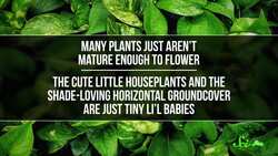 The Common Houseplant That Hasn’t Flowered in Almost 60 Years Instructional Video